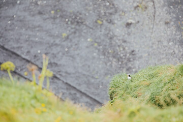 Puffins nesting on a cliff in Iceland