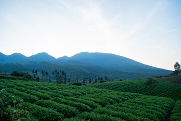 Obraz premium A lush carrot plantation plot on a hillside with mountains in the background. A tranquil scene in a rural area in Batu, East Java, Indonesia.