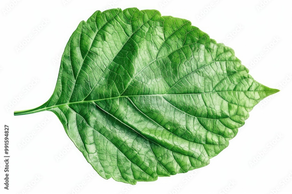 Aufkleber a detailed view of a single leaf on a plain white background, suitable for use in illustrations or d