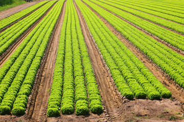 fresh green lettuce on fertile sandy soil for efficient drainage and to prevent harmful waterlogging