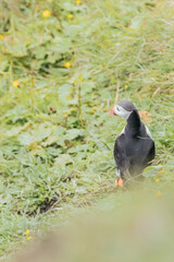 Puffins nesting on a cliff in Iceland