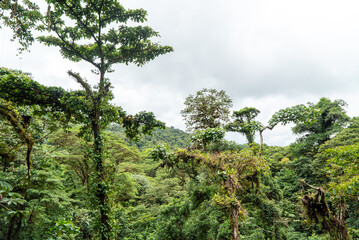 Rain forest in Costa Rica