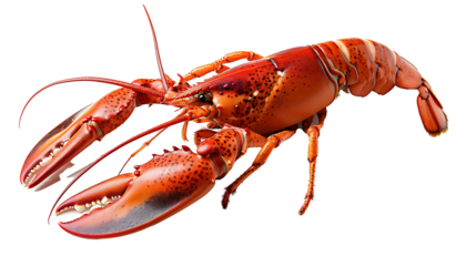 Fresh lobster seafood isolated on white background