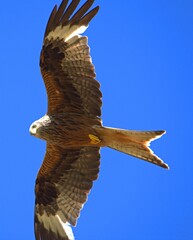 a hawk soars against a cloudless blue sky