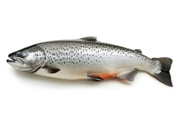A close-up shot of a fish on a white surface, great for use in seafood or aquatic-themed designs