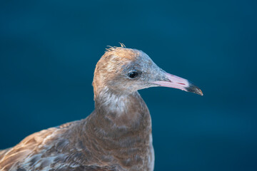 第一回冬羽へと変わり始めているウミネコの幼鳥, 頭部