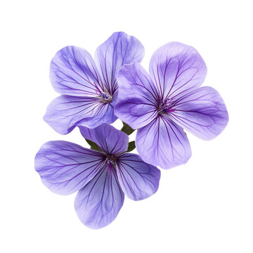 recommend clip art: Lavender geranium flower  isolated on transparent background Generative AI	
                    
