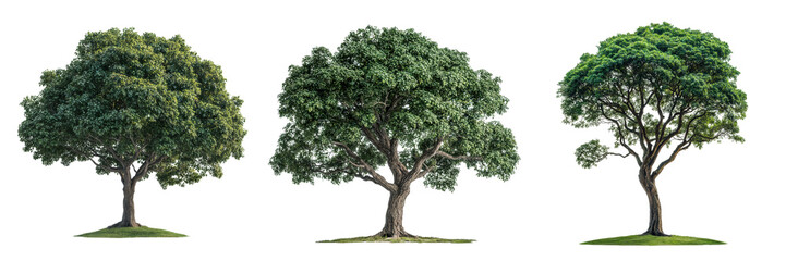 A trio of distinct trees showcasing varying shades of green foliage, representing different stages of growth or seasonal changes