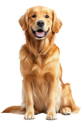 A friendly golden retriever sitting happily with a cheerful expression, showcasing its beautiful golden coat and playful demeanor