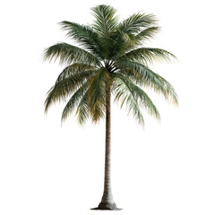 Obraz premium A tall, lush green palm tree featuring a thick trunk and a canopy of feathery fronds, embodying a tropical and relaxing atmosphere