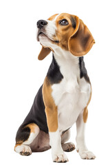 A beagle dog sitting gracefully, looking upward with a curious expression and a smooth, shiny coat of black, brown, and white