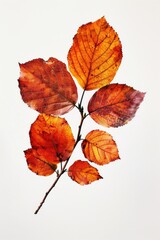 Fototapeta premium A detailed view of a branch covered in leaves, perfect for nature-inspired designs and illustrations