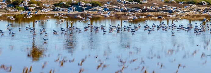 A large flock of birds are flying over a body of water