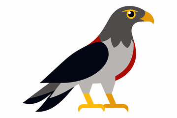 Creative vector design of African goshawk bird