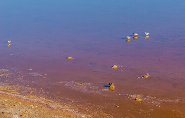 A group of birds are swimming in a pond with a brownish tint