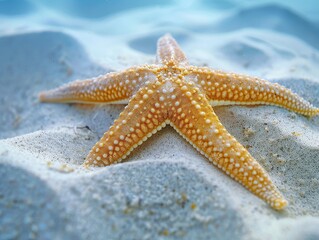 Oceanic Starfish Embraces Sandy Rest