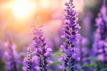 Beautiful purple flowers in the garden at sunset. Nature background. Levander flower on the garden.geneative ai