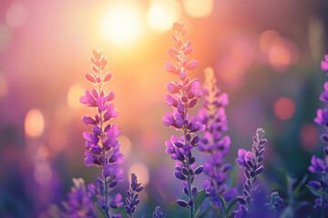 Obraz premium Beautiful purple flowers in the garden at sunset. Nature background. Levander flower on the garden.geneative ai