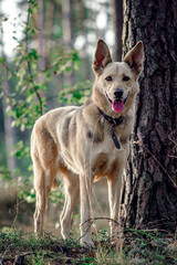 portrait of a dog