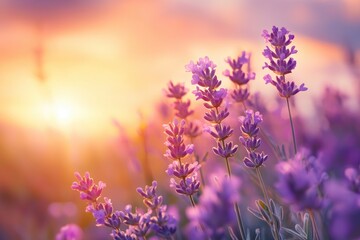 Obraz premium Beautiful purple flowers in the garden at sunset. Nature background. Levander flower on the garden.geneative ai