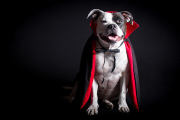 A dog in a vampire costume on a black background, with cloaks and red horns. Halloween party, funny animal