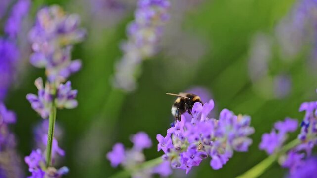 Bumblebee collects nectar on Lavender Flowers, summertime. 4k footage