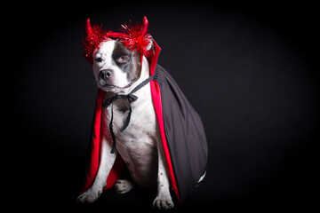 A dog in a vampire costume on a black background, with cloaks and red horns. Halloween party, funny...