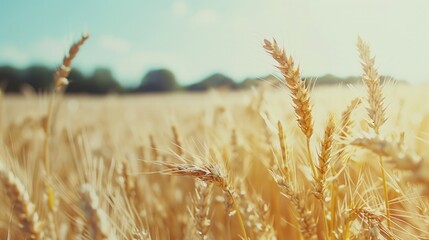 Fototapeta premium Close-up of wheat ears in a sunny field. Agriculture, farming, and harvest season concept.