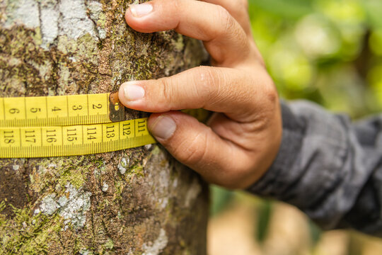 Close-up of a hand measuring a large tree with a tape measure as part of an environmental research project to help the Amazon rainforest