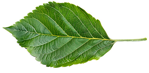 Fototapeta premium Green apple leaf isolated on transparent background