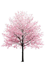 Fototapeta premium A tall, blossoming cherry blossom tree with pink flowers, isolated on transparent background, PNG file, capturing the beauty of spring