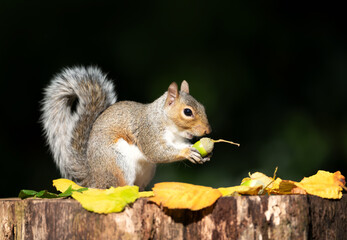 Portrait of a grey squirrel eating acorn on a tree stump in autumn