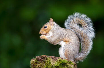 Portrait of a grey squirrel eating nuts on a mossy tree stump in autumn