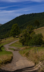 dirt road between trees in the mountains