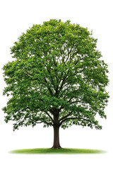 A tall oak tree with lush green leaves, isolated on a white background, showing detailed bark and vibrant foliage