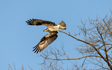 Raptor's Rise: Osprey Taking Off