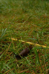 Nacktschnecke zieht sich durchs Gras