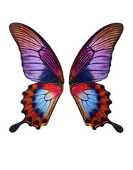 Fototapeta premium Butterfly wings on black