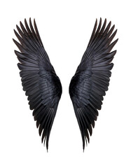 Obraz premium Black bird wings on black