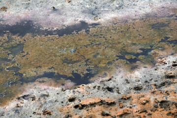 Landscape in the Camargue Provence South of France