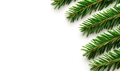 Spruce Branches Border on White Background