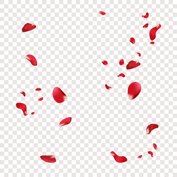 Falling rose petals. Red petals on transparent background Vector illustration