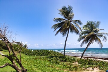Obraz premium Barbados