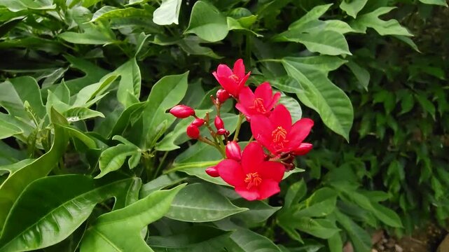 Vibrant cluster of red Jatropha integerrima flowers against a backdrop of dark green foliage