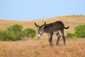 Wild burro foal walking