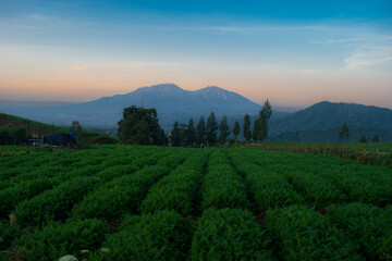 Fototapeta premium Carrot plantation plots with mountains in the background in the morning.