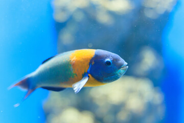 Naklejka premium サドルラス