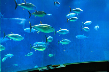Fototapeta premium クロマグロの巨大水槽