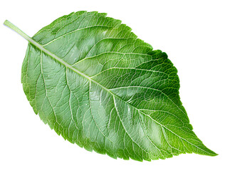Obraz premium Green apple leaf isolated on transparent background