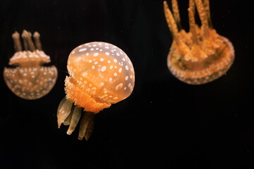 暗闇の中を泳ぐタコクラゲ